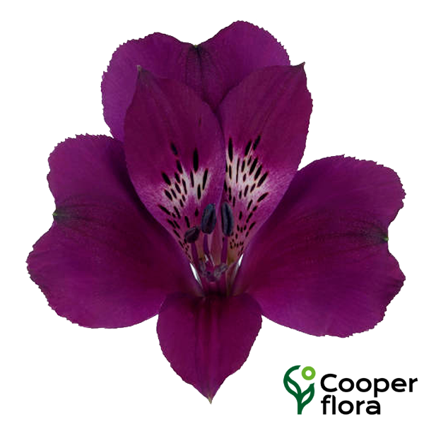 ALSTROEMERIA CLEO