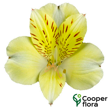 ALSTROEMERIA ALBATROS