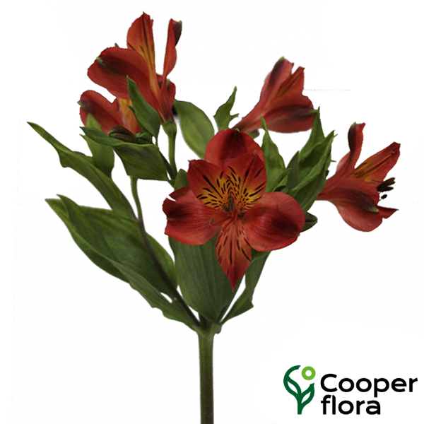 ALSTROEMERIA ANGELINA