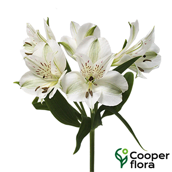 ALSTROEMERIA AKEMI