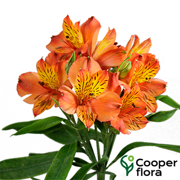 ALSTROEMERIA CINNAMON - Cooperflora