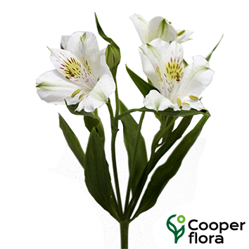 ALSTROEMERIA AVALANGE