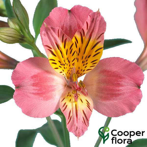 ALSTROEMERIA ALYNA