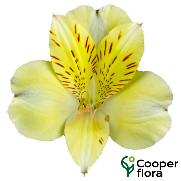 ALSTROEMERIA BOA VISTA