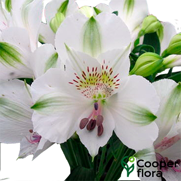 ALSTROEMERIA BIANCA