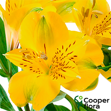 ALSTROEMERIA BELL STAR