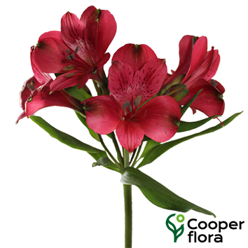 ALSTROEMERIA BAMBUKO