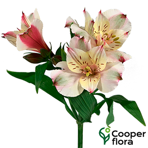 ALSTROEMERIA CHAMPAGNE - Cooperflora