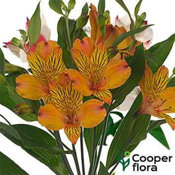 ALSTROEMERIA COCKTAIL