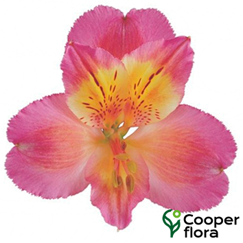 ALSTROEMERIA CHANNEL