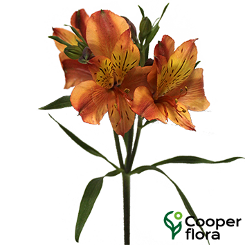 ALSTROEMERIA CHEERIO