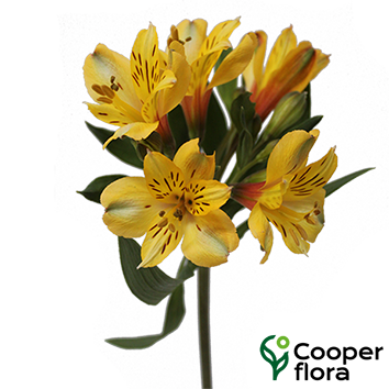 ALSTROEMERIA CARIBBEAN