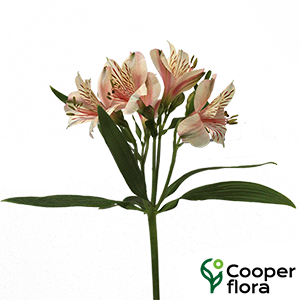 ALSTROEMERIA CANYON - Cooperflora