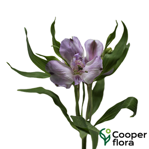 ALSTROEMERIA FLORENTINA