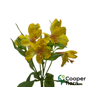 ALSTROEMERIA FLORIDA