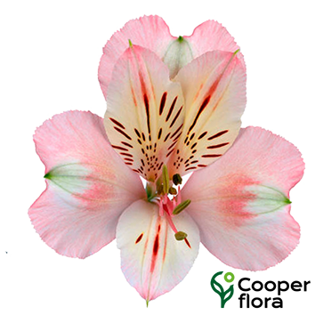 ALSTROEMERIA FAMKE - Cooperflora