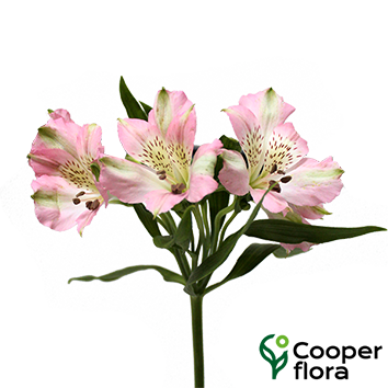 ALSTROEMERIA CHERISH