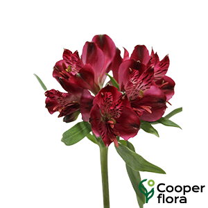 ALSTROEMERIA FERRERO