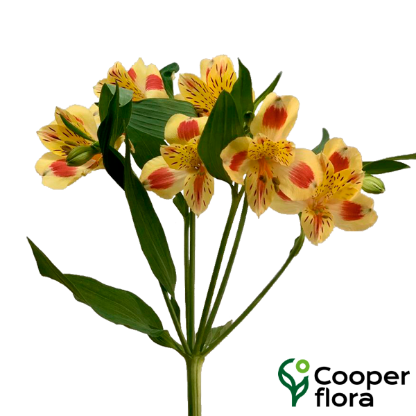 ALSTROEMERIA BALI