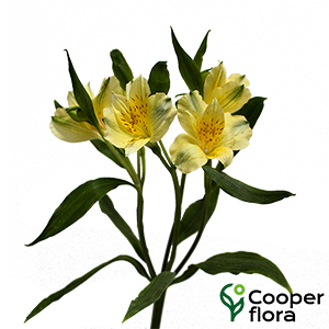 ALSTROEMERIA AZORA