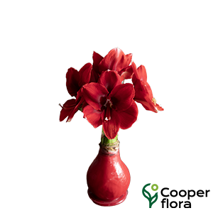 VASO AMARYLLIS GLAMOUR