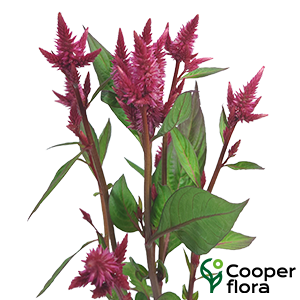 CELOSIA CELOSIA CELWAY RED
