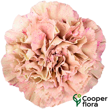 CRAVO BABYLON - Cooperflora