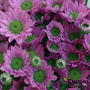 Copeton Flores Lilac – Diamond Art Club