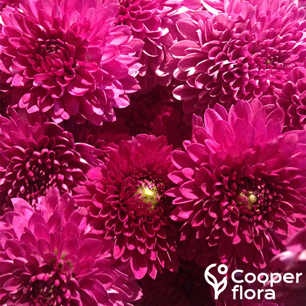 Copeton Flores Lilac – Diamond Art Club