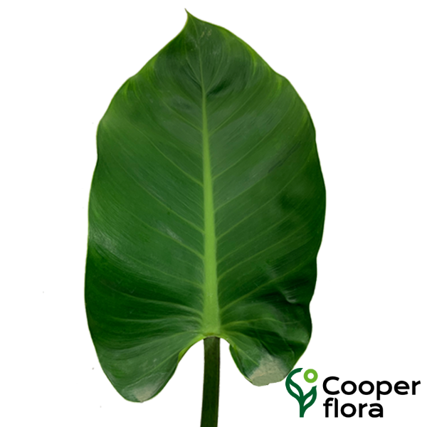 FOLHAGEM PHILODENDRON IMPERIAL GREEN
