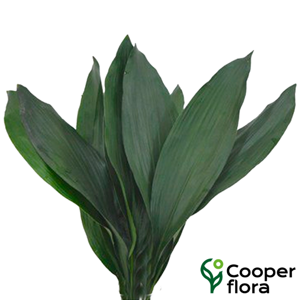 FOLHAGEM HARAN ASPIDISTRA