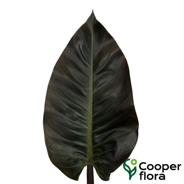 FOLHAGEM PHILODENDRON IMPERIAL RED