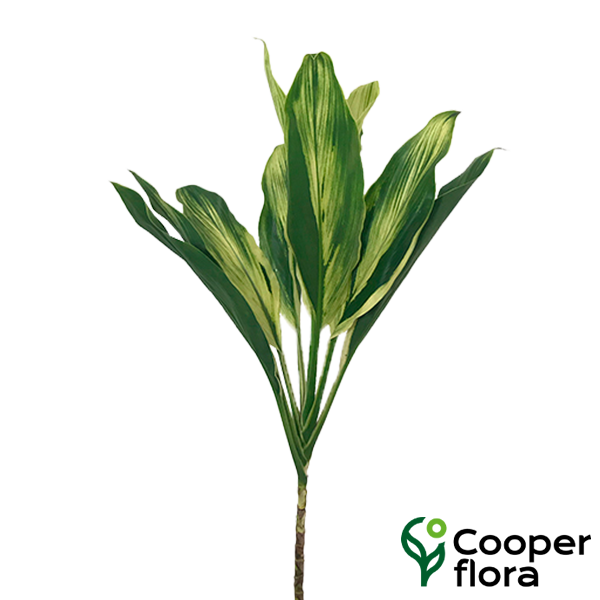 FOLHAGEM DRACENA VERDE BRANCA - Cooperflora