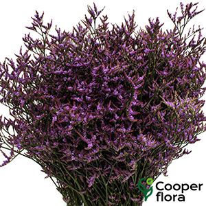 LIMONIUM SAFORA DARK BLUE