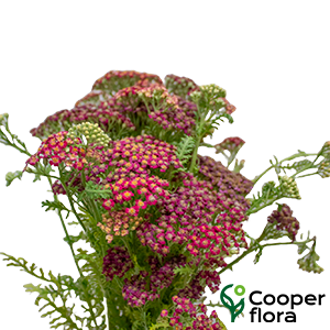 ACHILLEA MILLEFOLIUM NEW VINTAGE RED
