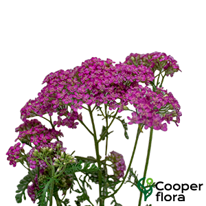 ACHILLEA MILLEFOLIUM PINK