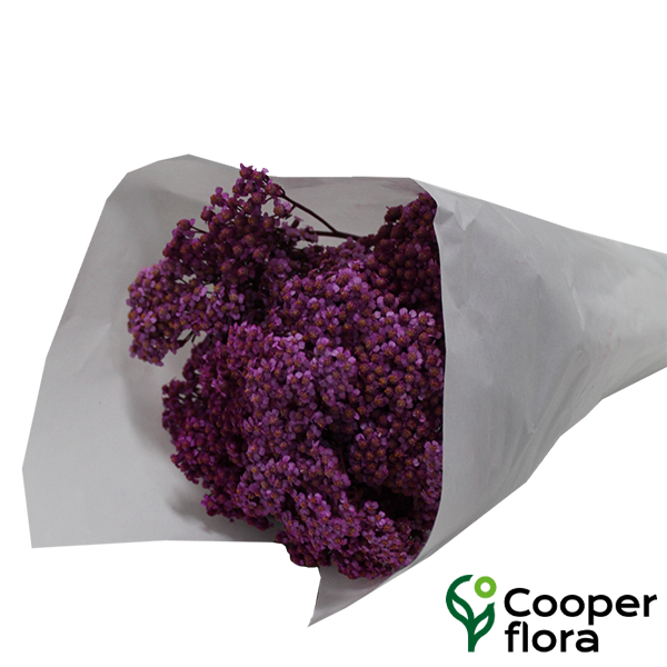 ACHILLEA MILLEFOLIUM ROSA