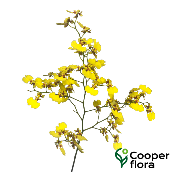 ORQUIDEA ONCIDIUM - Cooperflora