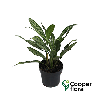 VASO AGLAONEMA COMMUTATUM SILVER QUEEN