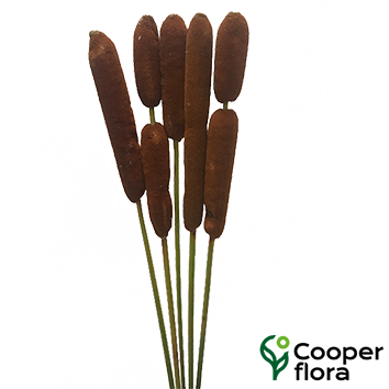 TYPHA DOMINGENSIS FLOR DE TABOA