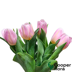 TULIPA ROSA CLARO/AMARELO C/BULBO