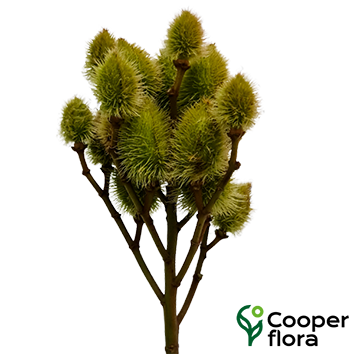 URUCUM VERDE