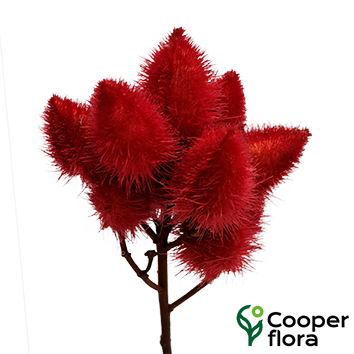 URUCUM VERMELHO