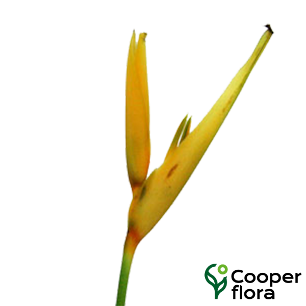 HELICONIA GOLDEN TORCH