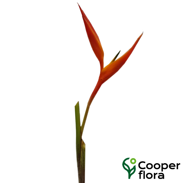 HELICONIA RED OPAL